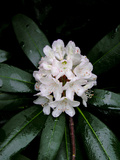 Close Up of a Cluster of Rhododendron Flowers
