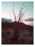 Desert Plants And Sunset
