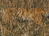 A Camouflaged Tiger Hunts Amid Tallgrass