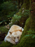 A Spirit or Kermode Bear  Resting on a Bed of Moss