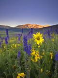Wildflowers in the Rocky Mountains at Sunrise