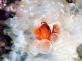 A Spine-Cheek Clownfish Nestles in Its Bulb Tentacle Sea Anemone