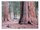 Sequoia Trees 1