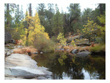 Lake In The Forest