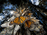 Millions of Monarch Butterflies Travel to Winter Roosts in Mexico