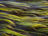 Vegetation Along the Shores of Lower St Regis Lake Bends to the Wind