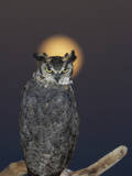 A Great Horned Owl  Bubo Virginianus  and the Full Moon