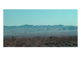 Joshua Trees