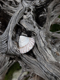 A Shell Nestled on Driftwood