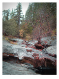 Sierra Nevada Forest 1