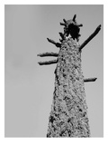 Burned Trees 5