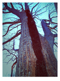 Burned Trees 8