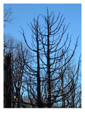 Burned Trees 2