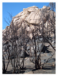 Burned Forest 5