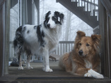 Portrait of Two Pet Australian Shepherd Dogs on a Wooden House Deck