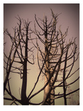 Burned Trees 3