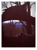 Burned Trees 9