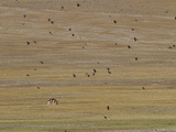 A Grazing Kiang  or Tibetan Wild Ass  Framed by Flying Crows