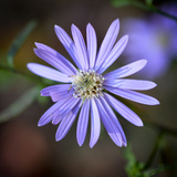 Closeup of an Aster Flower
