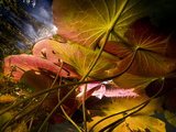 Lily Pads Under the Surface of Eagle Lake