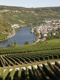 Vineyards and Village of Machtum  Mosel Valley  Luxembourg  Europe