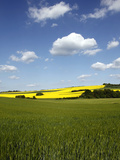 Agricultural Landscape at Saargau Near Kirf  Rhineland-Palatinate  Germany  Europe