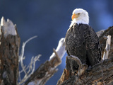 A Bald Eagle  Haliaeetus Leucocephalus  Perched in a Tree