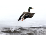 A Mallard Duck  Anas Platyrhynchos  Takes Flight from a Cold River