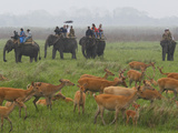 Tourists Atop Elephants Trek Through Kaziranga National Park