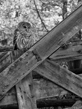 A Barred Owl  Strix Varia  Sits on a Farmer's Gate