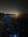 A Volcanic Beach Off Toyama Bay Glows Blue With Firefly Squid