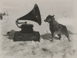One of Scott's Sled Dogs Listens to a Gramaphone While on Expedition to the South Pole