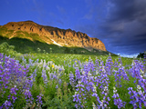Lupine Wildflowers at the Base of Gothic Mountain