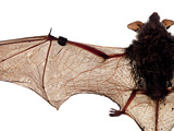 The Wing Membrane of a Little Brown Bat That Died From a Disease