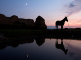 A Silhouetted Donkey at Sunset in the Countryside