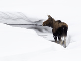 A Moose  Alces Alces  Standing in Water in a Snowy Landscape