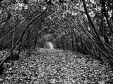A Tunnel Through a Thicket of Rhododendron Shrubs