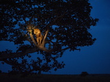 An African Lion Climbs a Tree to Sleep
