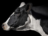 A Holstein Cow With a Piebald Coat at the Indiana State Fair