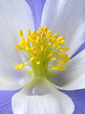 A Colorado Columbine Wildflower  Aquilegia Coerulea