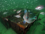 A Gray Triggerfish Hovers in Front of Old Chicken-Transport Pens