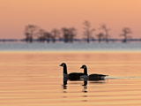 A Pair of Canada Geese  Branta Canadensis  at Sunrise