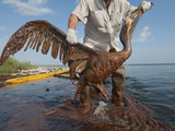 A Severely Oiled Brown Pelican Is Rescued