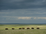 Wild American Bison Roam on a Ranch in South Dakota