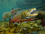Bull Trout Forge From Lake Koocanusa to Spawn in the Wigwam River
