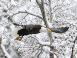A Bald Eagle  Haliaeetus Leucocephalus  Flying in a Snowy Landscape