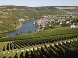 Vineyards and Village of Machtum  Mosel Valley  Luxembourg  Europe