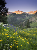 Wildflowers in an Alpine Meadow in Yankee Boy Basin