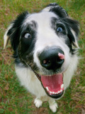 A Goofy  Deaf Australian Shepherd Dog Smiles at the Camera
