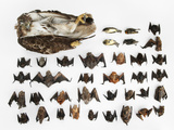 Bats  Songbirds and a Hawk Killed By a Single Wind Turbine in a Year